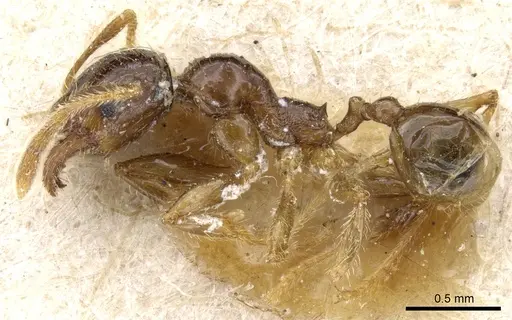 Pheidole exarata - CASENT0904335
