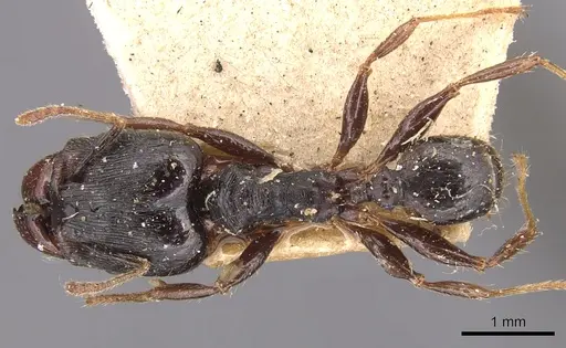 Pheidole exarata - CASENT0904341