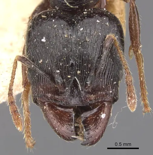 Pheidole exarata - CASENT0904341