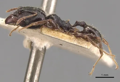 Pheidole exarata - CASENT0904341
