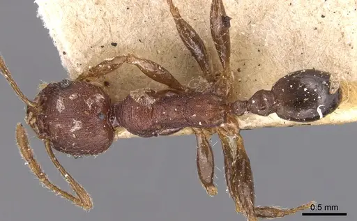 Pheidole exarata - CASENT0904342
