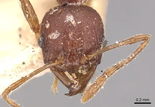 Pheidole exarata - CASENT0904342