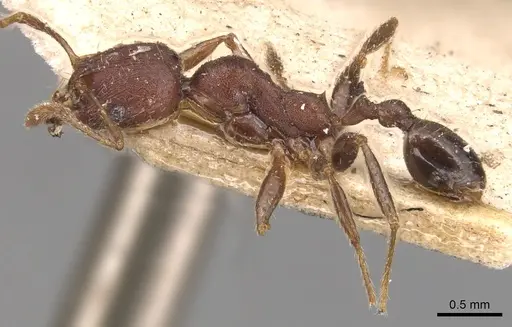 Pheidole exarata - CASENT0904342