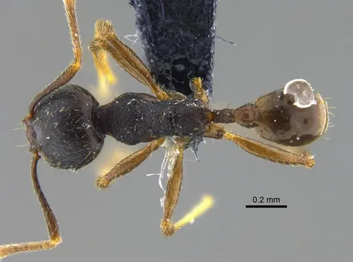 Pheidole exarata - CBUMAGENT42069