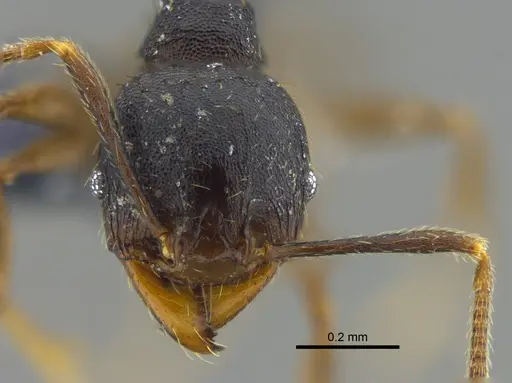 Pheidole exarata - CBUMAGENT42069