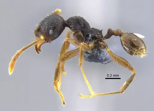 Pheidole exarata - CBUMAGENT42069