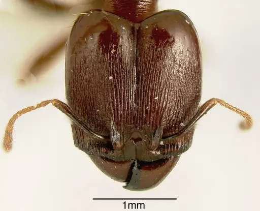 Pheidole exarata - INBIOCRI001282197