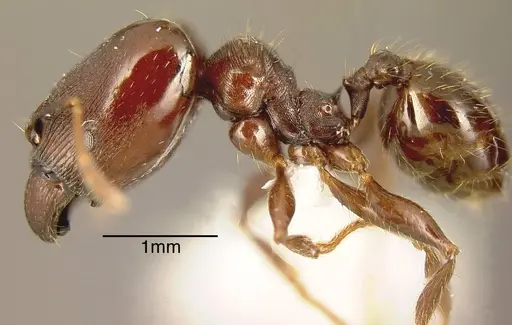 Pheidole exarata - INBIOCRI001282197