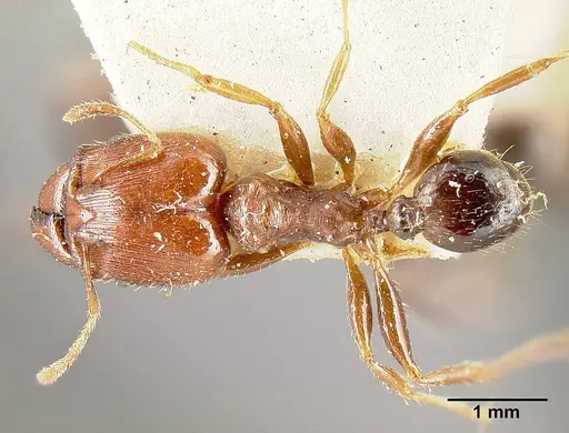 Pheidole exarata - JTLC000014080