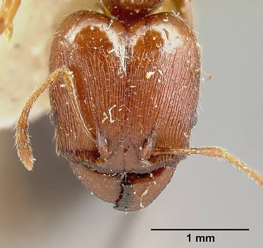 Pheidole exarata - JTLC000014080