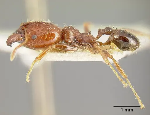 Pheidole exarata - JTLC000014080