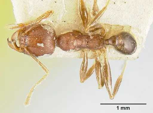 Pheidole exarata - JTLC000014081