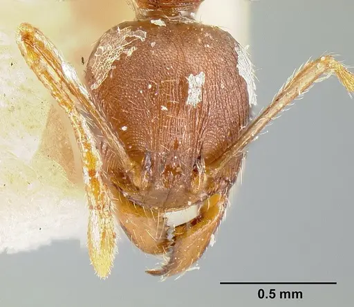 Pheidole exarata - JTLC000014081