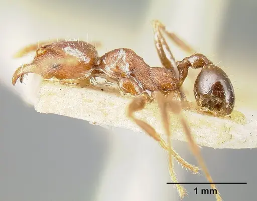 Pheidole exarata - JTLC000014081