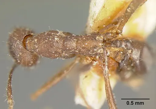 Pheidole exasperata specimen