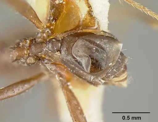 Pheidole exasperata specimen
