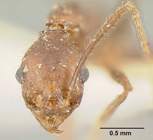 Pheidole exasperata specimen