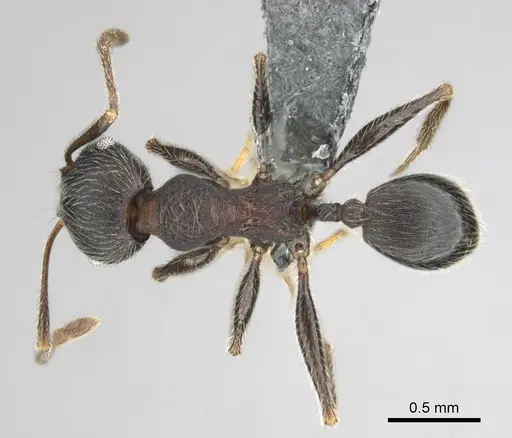 Pheidole excellens specimen