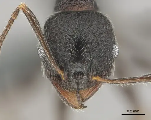 Pheidole excellens specimen