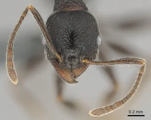 Pheidole excellens specimen