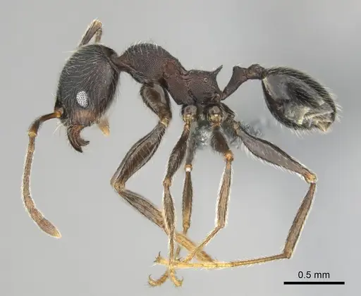 Pheidole excellens - CASENT0815892