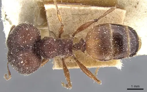 Pheidole excellens - CASENT0913306