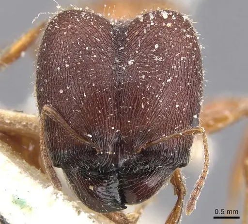 Pheidole excellens - CASENT0913306