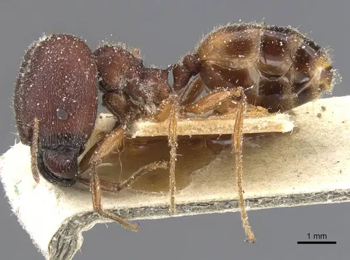 Pheidole excellens - CASENT0913306
