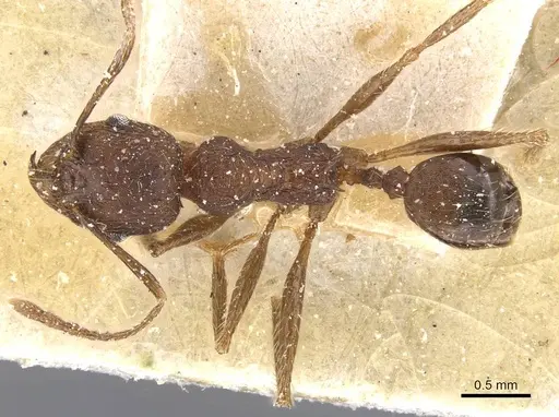 Pheidole excellens - CASENT0913307