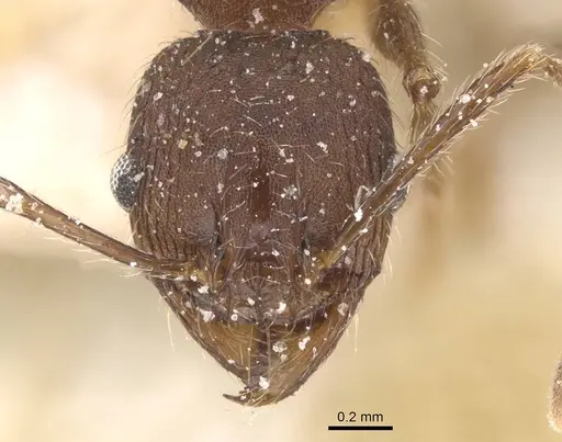 Pheidole excellens - CASENT0913307