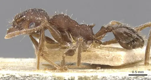 Pheidole excellens - CASENT0913307