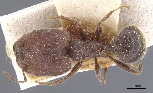 Pheidole excellens - CASENT0913308
