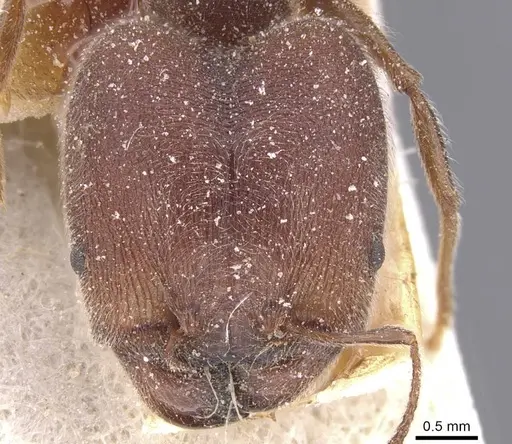 Pheidole excellens - CASENT0913308