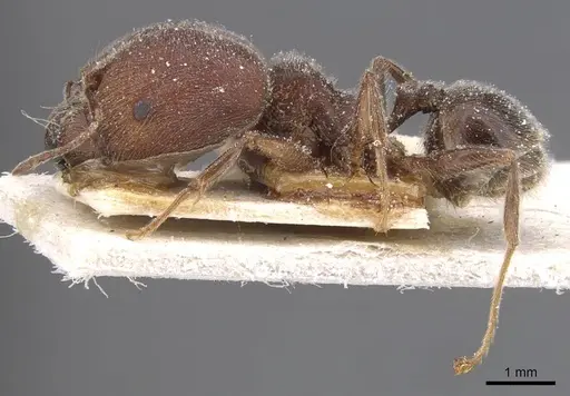 Pheidole excellens - CASENT0913308