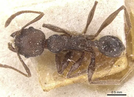 Pheidole excellens - CASENT0913309