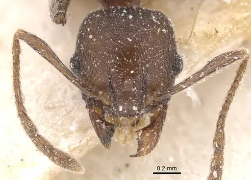 Pheidole excellens - CASENT0913309