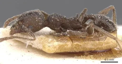 Pheidole excellens - CASENT0913309