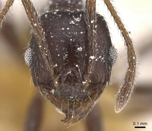 Pheidole excellens - CASENT0913310