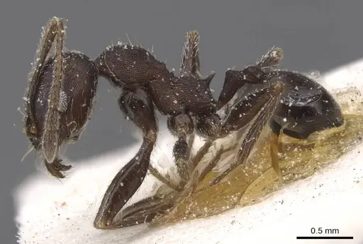 Pheidole excellens - CASENT0913310