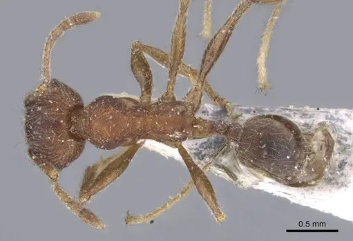 Pheidole excellens - CASENT0922193