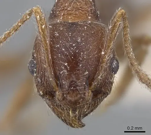 Pheidole excellens - CASENT0922193