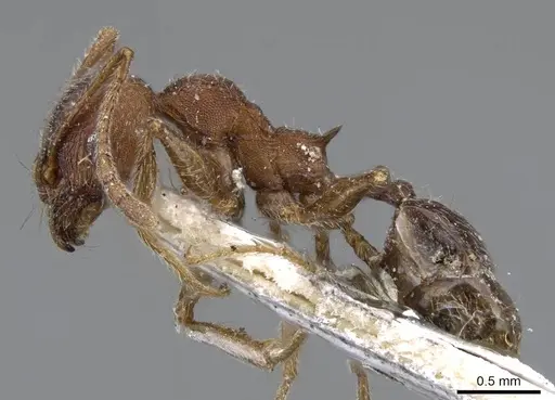 Pheidole excellens - CASENT0922193