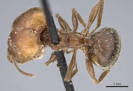 Pheidole excellens - CASENT0922194