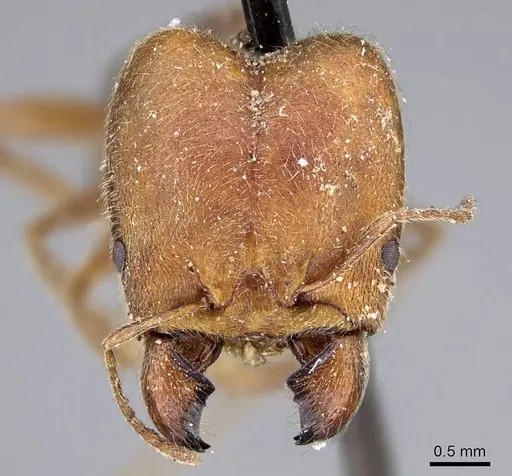 Pheidole excellens - CASENT0922194