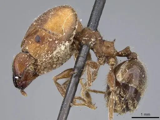 Pheidole excellens - CASENT0922194