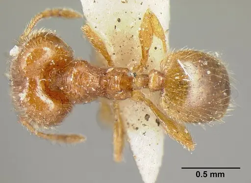 Pheidole exigua specimen