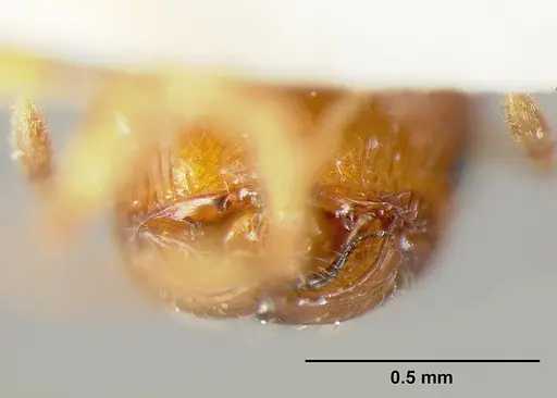 Pheidole exigua specimen