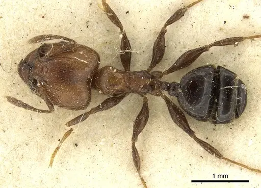 Pheidole fabricator specimen