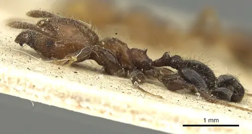 Pheidole fabricator specimen