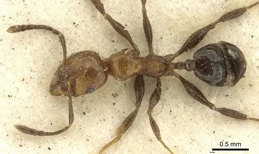 Pheidole fabricator - CASENT0901612